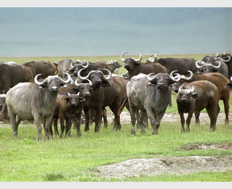 Buffalo - The Ngorongoro Crater, Tanzania, 2006